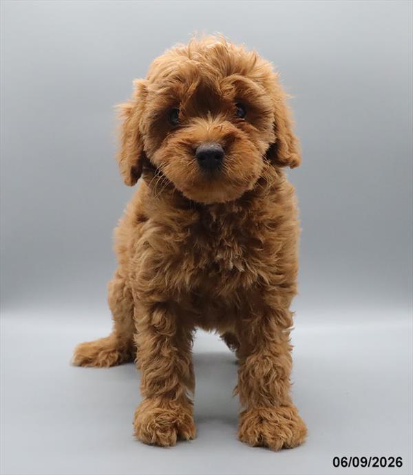 [#26332-07] Red F Goldendoodle Mini 2nd Gen Puppies For Sale