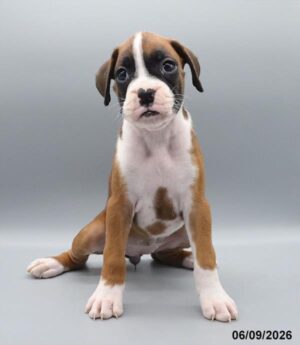 Petland Kennesaw, Georgia Boxer puppy available