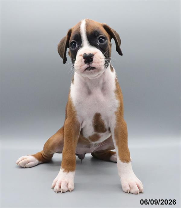[#26376-05] Fawn F Boxer Puppies For Sale