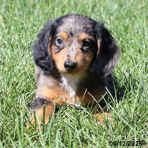 [#26445-01] Blue Dapple M Dachshund Puppies For Sale