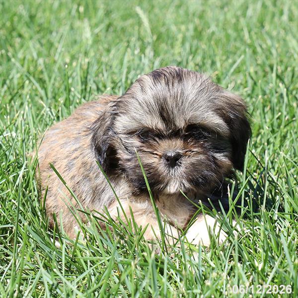 [#26446-03] Sable F Shih Tzu Puppies For Sale