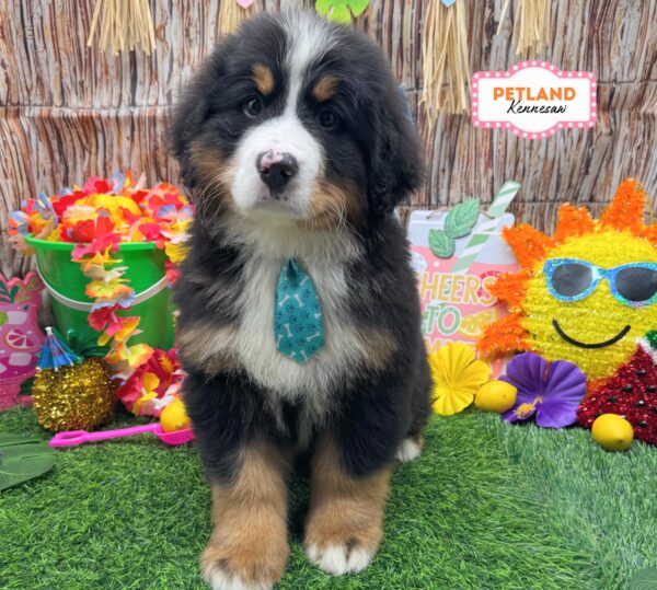 [#261126-02] Tri-Colored M Bernese Mountain Dog Puppies For Sale