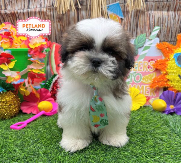 [#261054-01] Sable / White M Shih Tzu Puppies For Sale
