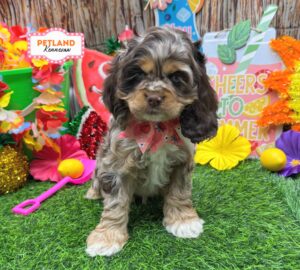 Petland Kennesaw, Georgia Cocker Spaniel puppy available
