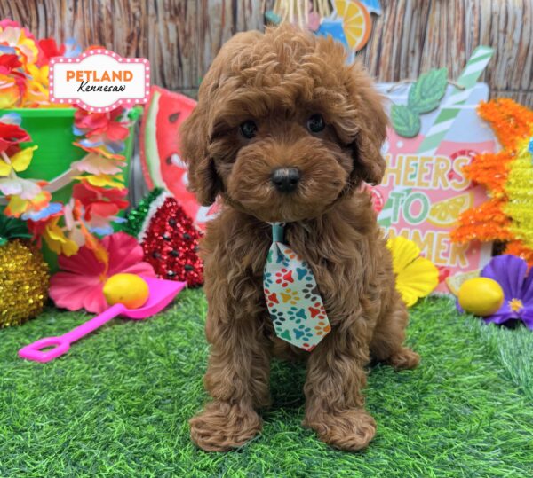 [#261016-01] Red M Cavapoo F1B Puppies For Sale