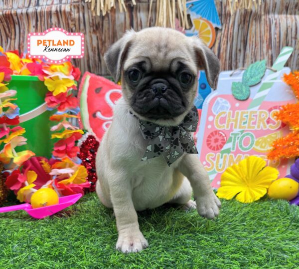[#261045-04] Fawn F Pug Puppies For Sale
