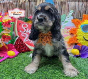 Cocker Spaniel – 33075