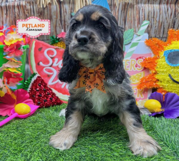 [#261112-03] Blue Merle F Cocker Spaniel Puppies For Sale