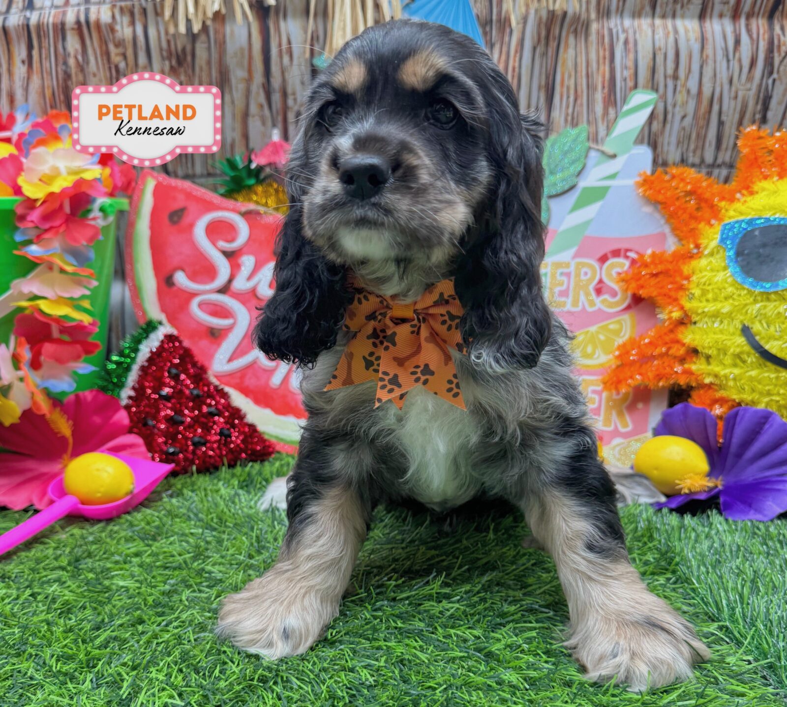 Cocker Spaniel in Acworth, GA