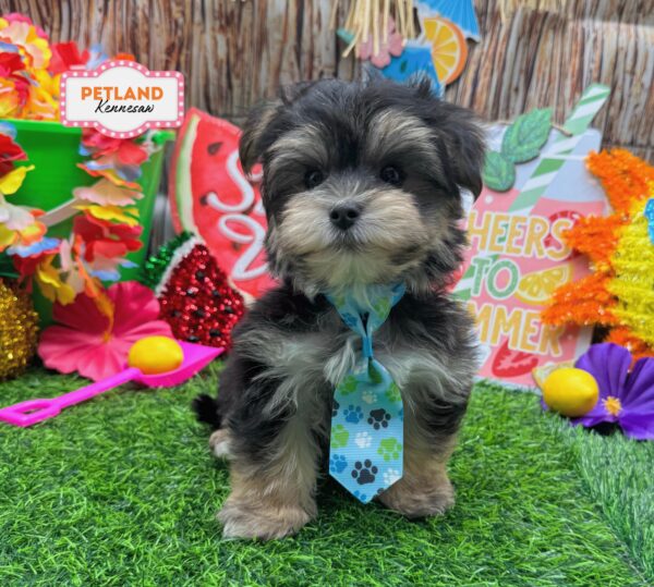 [#26302-01] Black White / Tan M Morkie Puppies For Sale