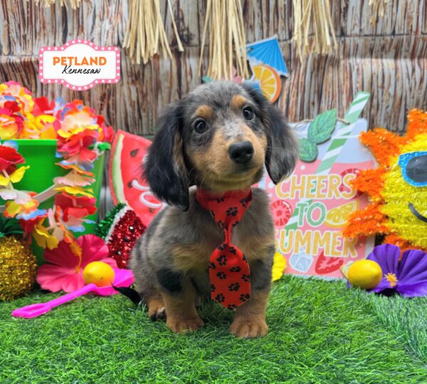 [#26445-01] Blue Dapple M Dachshund Puppies For Sale