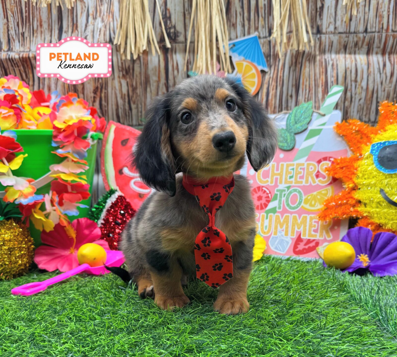 Dachshund in Acworth, GA
