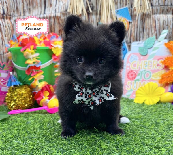 [#261080-03] Black F Pomeranian Puppies For Sale