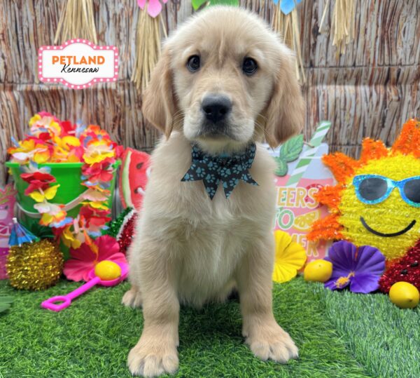 [#261098-08] Golden F Golden Retriever Puppies For Sale