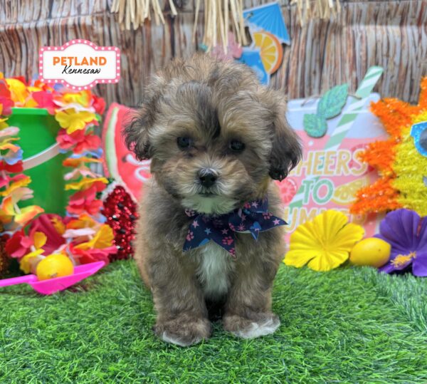 [#261169-04] Brown F Poodle Mini Puppies For Sale