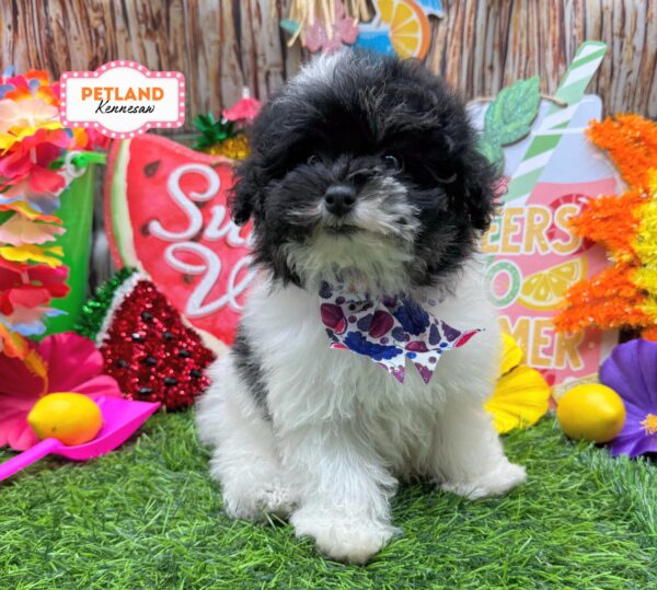 [#261023-06] Black / White F Poodle Mini Puppies For Sale