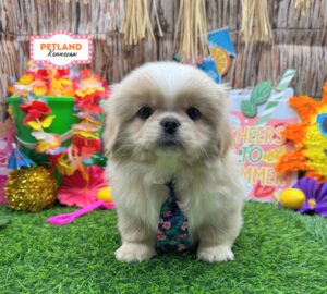 Petland Kennesaw, Georgia Pekingese puppy available