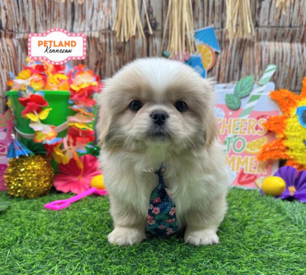 [#26329-04] Cream M Pekingese Puppies For Sale