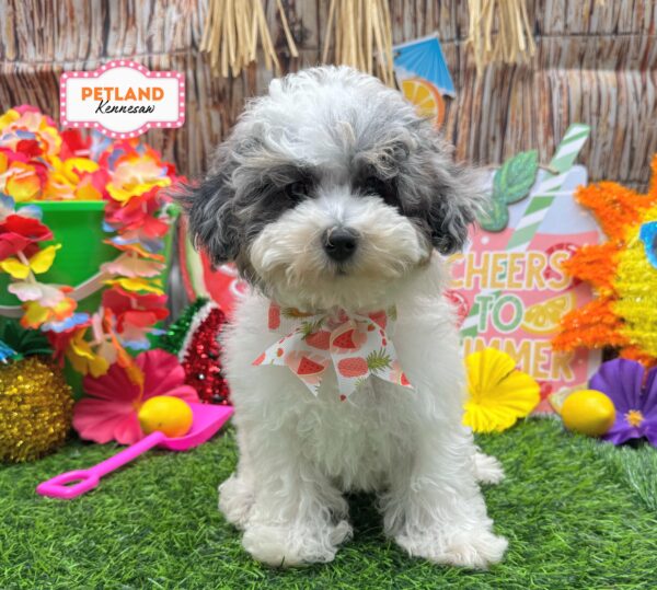[#26989-02] Blue Merle F Poodle Mini Puppies For Sale
