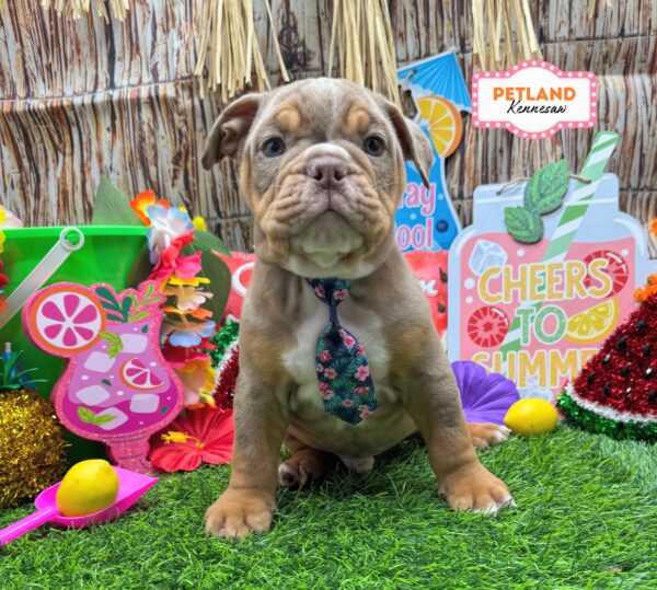 [#261068-02] Chocolate Merle / Tan M Victorian Bulldog Puppies For Sale