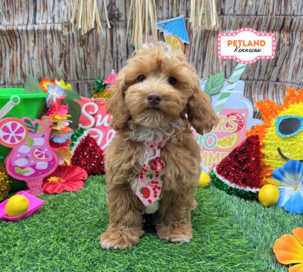 [#26269-04] Red M Cock A Poo Puppies For Sale