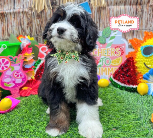 [#26938-06] Tri-Colored F Bernedoodle Mini Puppies For Sale