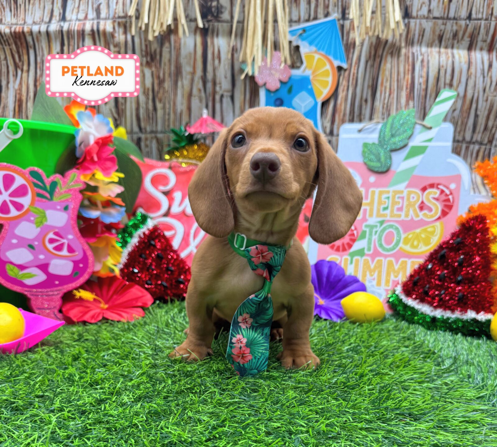 Dachshund in Acworth, GA