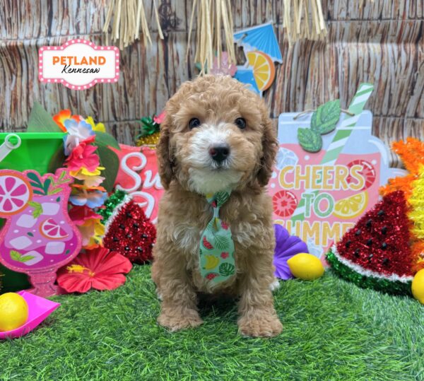 [#261014-04] Red M Poodle Mini Puppies For Sale