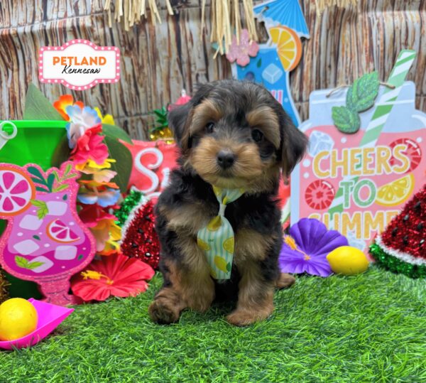[#26914-02] Black / Tan M Yorkiepoo Puppies For Sale