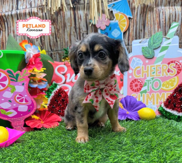 [#26894-03] Merle F Chiweenie Puppies For Sale