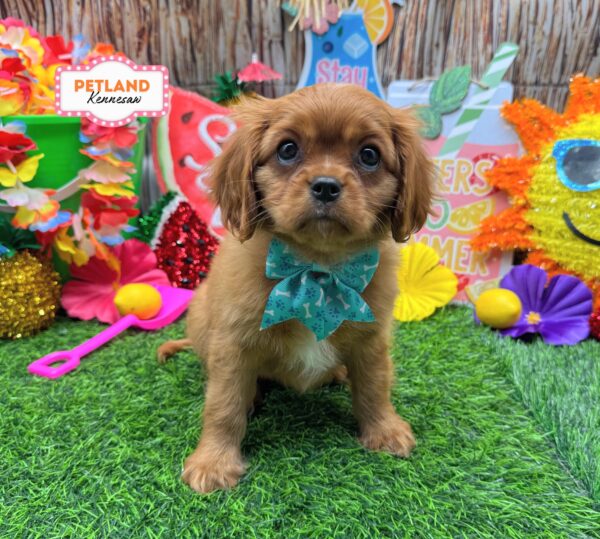 [#261084-01] Red F Cavalier King Charles Spaniel Puppies For Sale