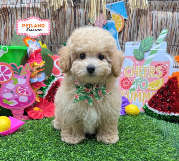 [#261152-01] Tan F Maltipoo Puppies For Sale