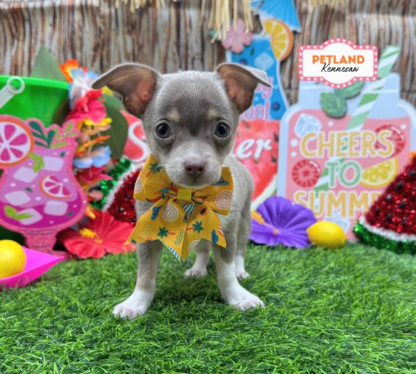 [#26972-04] Lavender F Chihuahua Puppies For Sale