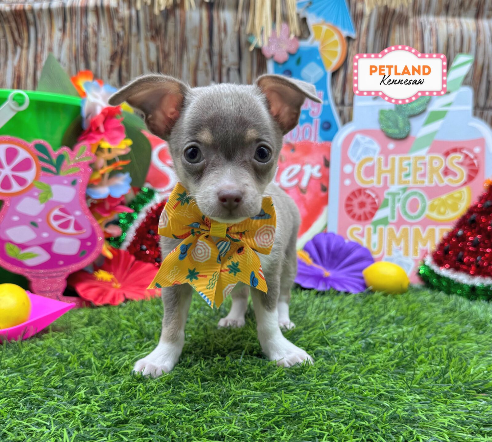 Chihuahua in Marietta, GA