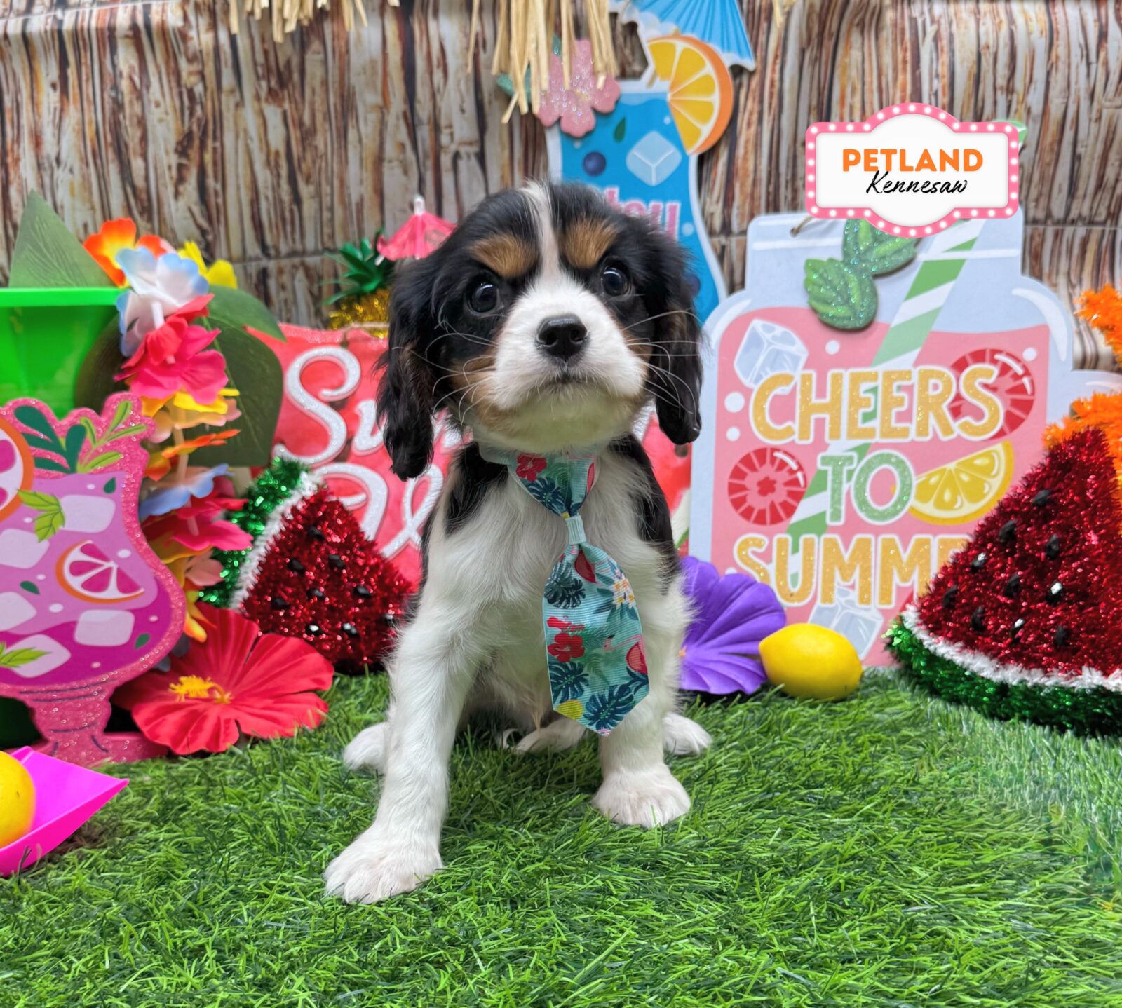 Cavalier King Charles Spaniel in Marietta, GA