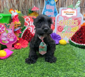 Miniature Schnauzer – 33030
