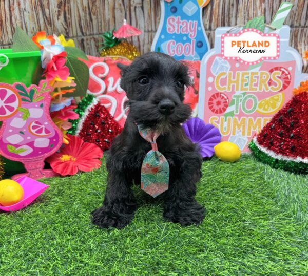 [#26972-02] Black M Miniature Schnauzer Puppies For Sale