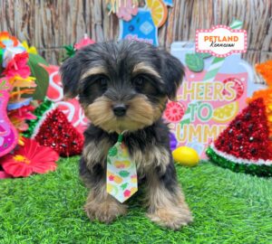 Petland Kennesaw, Georgia Yorkshire Terrier puppy available