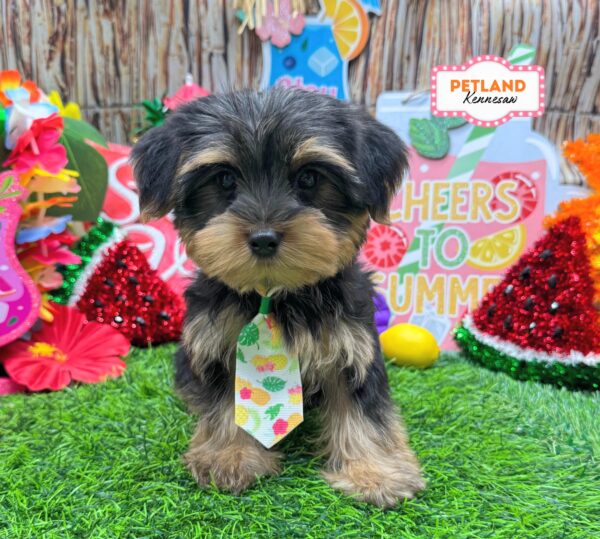 [#26257-01] Black / Gold M Yorkshire Terrier Puppies For Sale