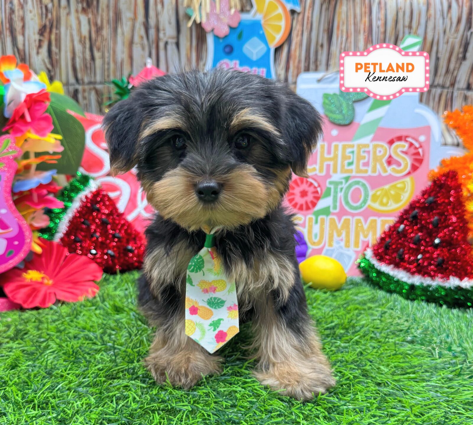 Yorkshire Terrier in Acworth, GA