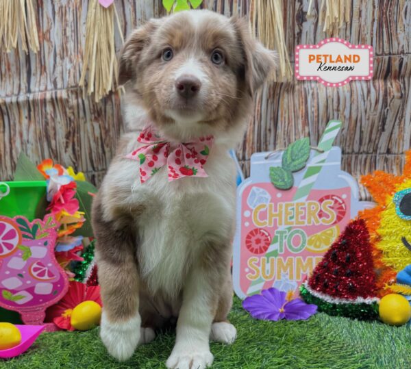 [#26287-05] Red Merle F Miniature American Shepherd Puppies For Sale
