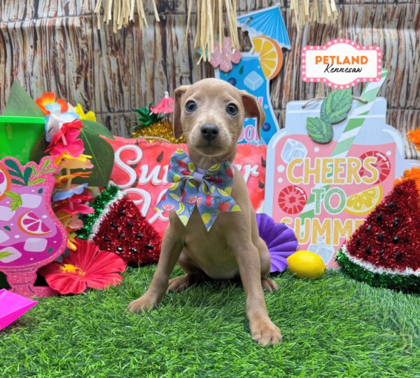 [#26944-02] Red F Miniature Pinscher Puppies For Sale