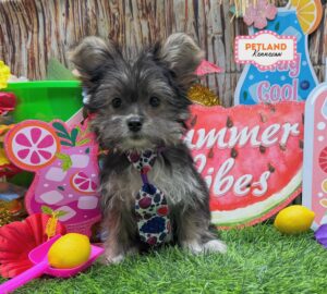 Morkie – 33015