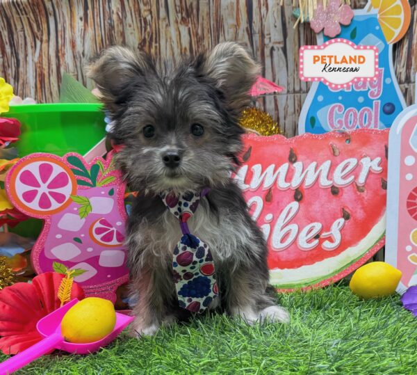 [#26303-01] Black / Tan M Morkie Puppies For Sale
