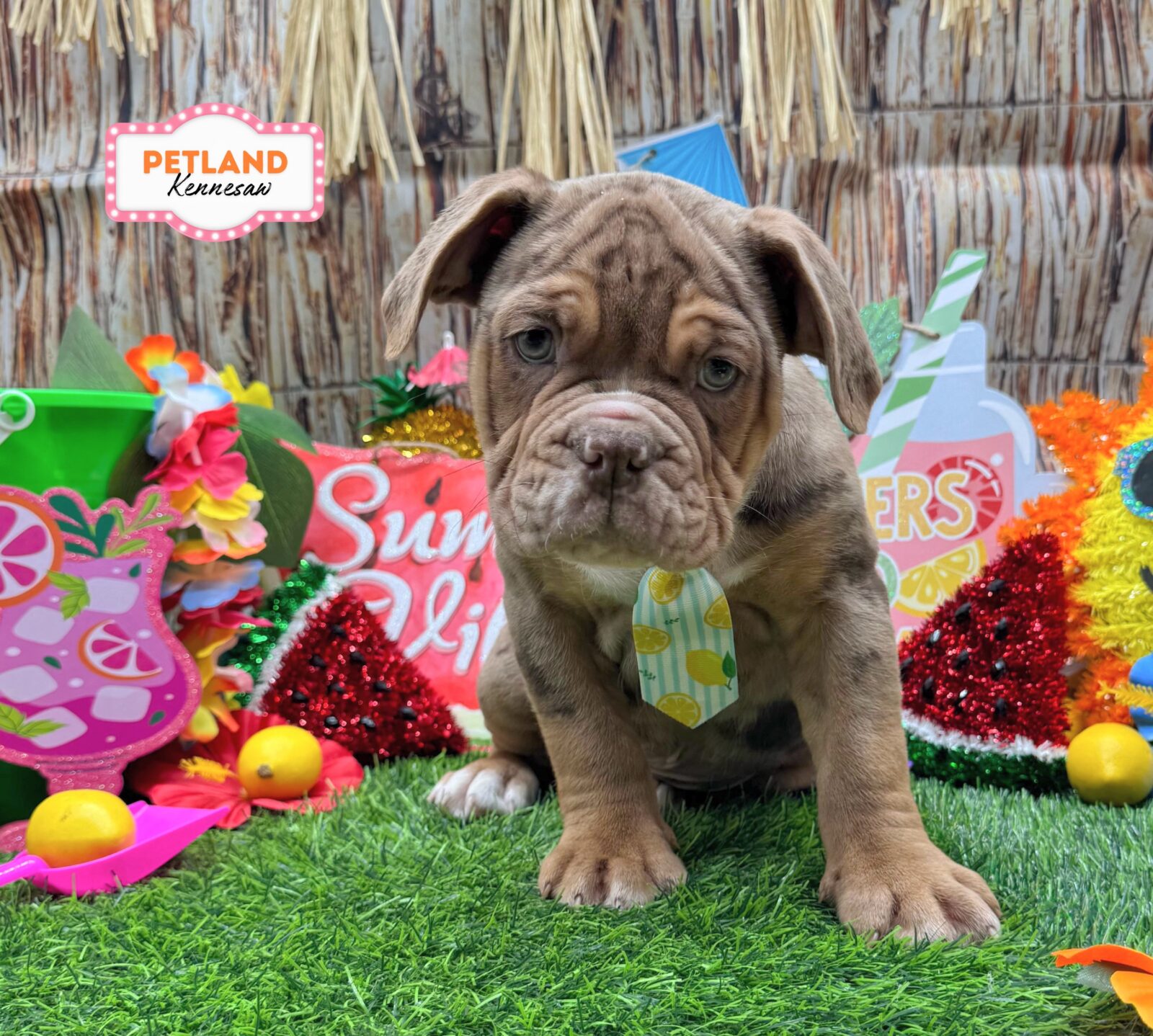 English Bulldog in Powder Springs, GA
