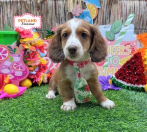 Petland Kennesaw, Georgia Dachshund puppy available