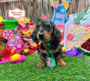 Petland Kennesaw, Georgia Dachshund puppy available