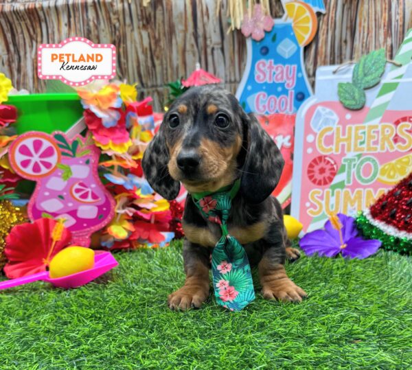 [#261252-01] Blue Dapple M Dachshund Puppies For Sale