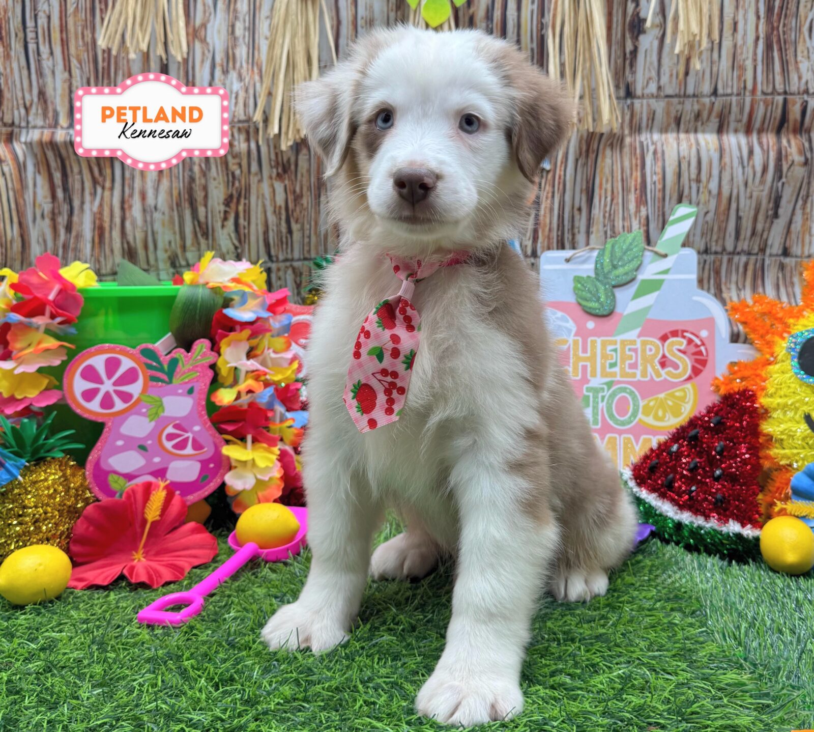 Australian Shepherd in Acworth, GA