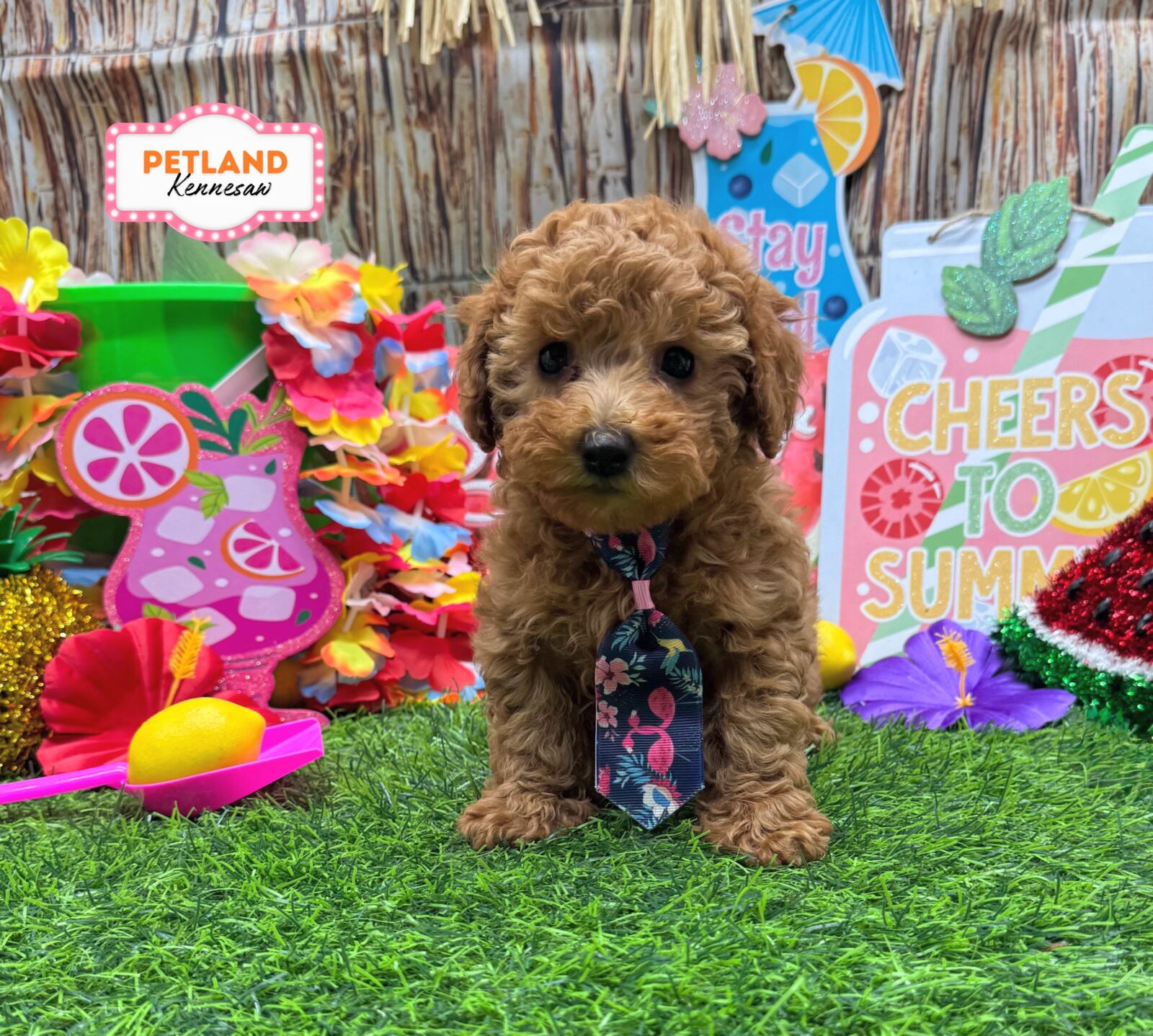 Poodle Mini in Powder Springs, GA
